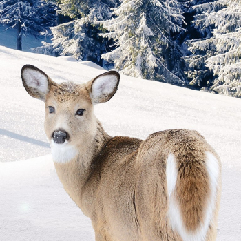 Preview: Bettwäsche Bamby